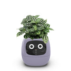 Intelligent lazy person automatic water-absorbing flowerpot